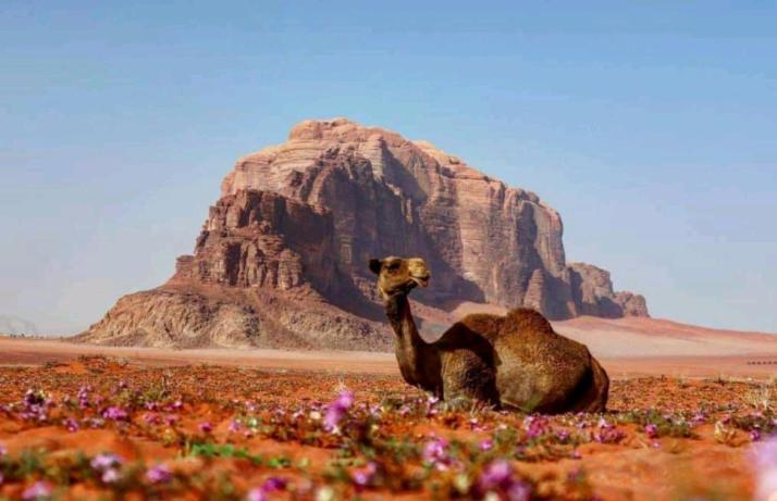Wadi Rum Bedouin Time Exterior foto